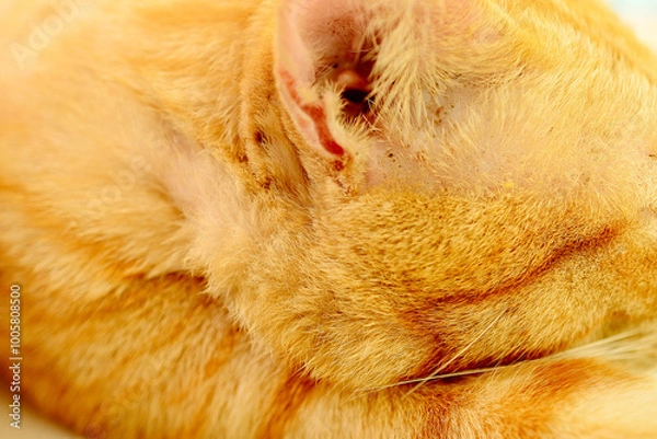 Fototapeta thai orange cat