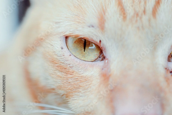 Fototapeta thai orange cat