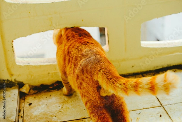 Fototapeta thai orange cat