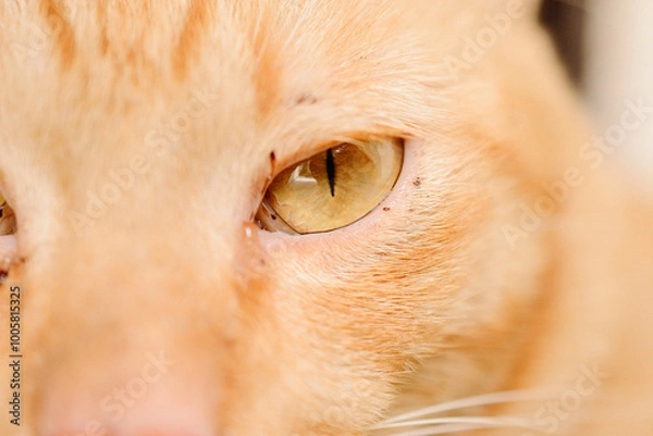 Fototapeta thai orange cat