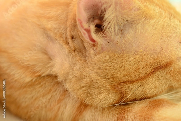 Obraz thai orange cat