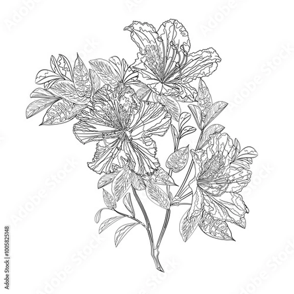 Obraz Flower outline twig  rhododendron mountain shrub four on a white background vintage vector illustration editable hand draw