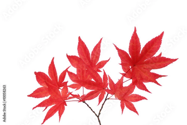 Obraz red maple leaf isolated on white background