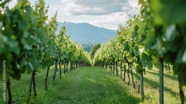 Fototapeta The lush vineyards at GranMonte Vineyard and Winery, with scenic views of the surrounding mountains.