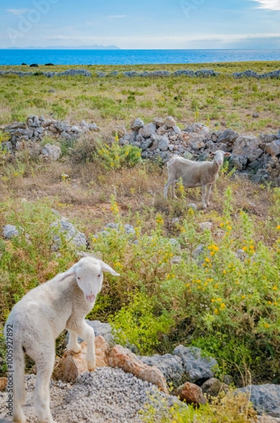 Fototapeta Sheeps grazing in Menorca, Spain.