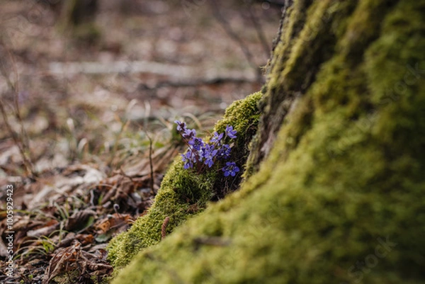 Obraz moss in forest flowers