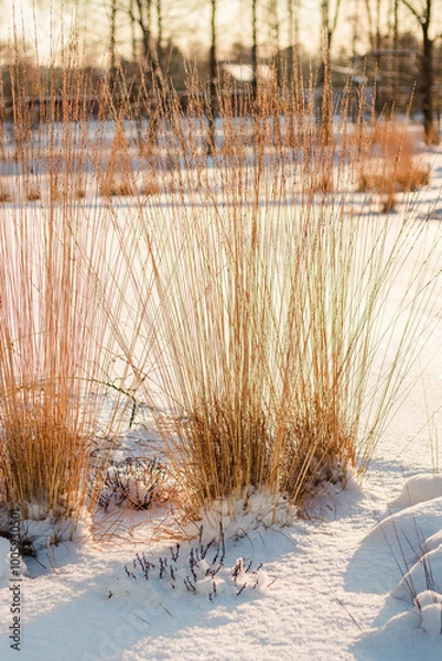 Obraz winter forest in the snow