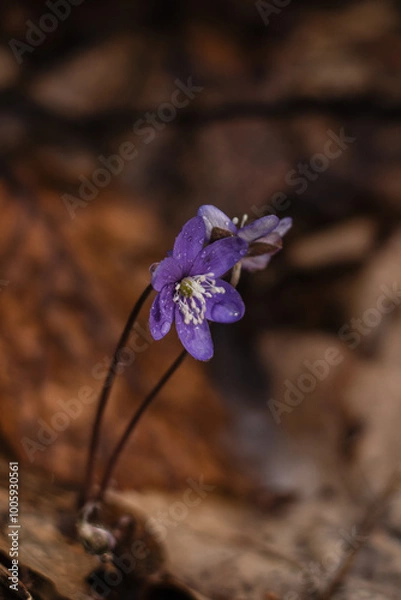 Obraz flower on the ground