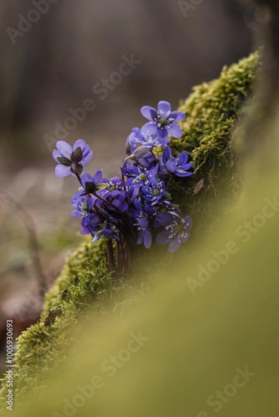 Obraz flowers in a field