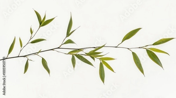 Fototapeta A slender branch with green leaves against a light background.