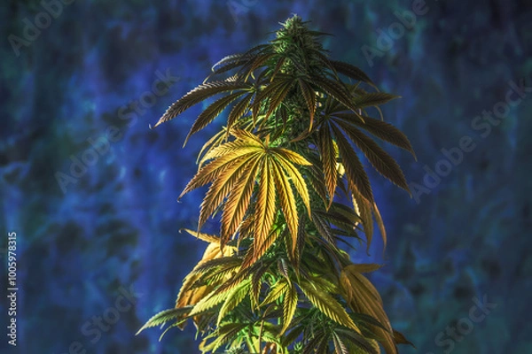 Obraz Cannabispflanze mit Blüten und gelben und grünen Blättern im Seitenlicht vor blauem surrealem Hintergrund