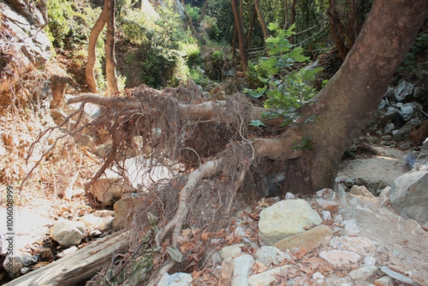 Fototapeta The path of the centaurs (after Cyclone Daniel) Portaria Pelion Greece