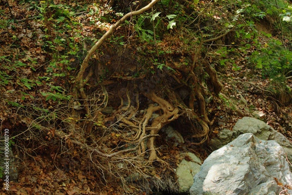 Fototapeta The path of the centaurs (after Cyclone Daniel) Portaria Pelion Greece
