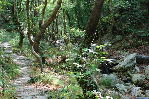 Fototapeta The path of the centaurs (after Cyclone Daniel) Portaria Pelion Greece
