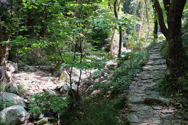 Fototapeta The path of the centaurs (after Cyclone Daniel) Portaria Pelion Greece