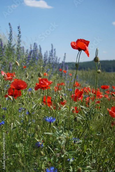 Fototapeta Mohnblumen auf dem Stechberg bei Lauchröden, Sommerwiese