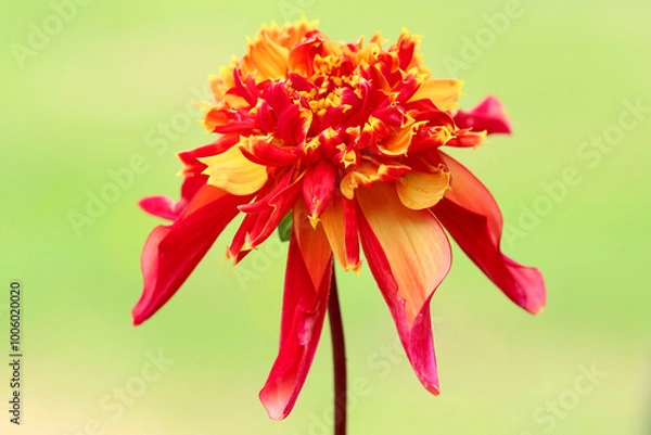 Fototapeta Dahlia Octopus Sparkle, Close up image of an Octopus Sparkle Dahlia with a sunlit green Bokeh background.