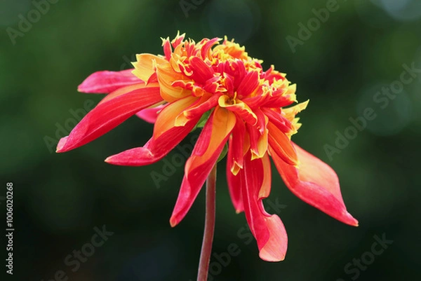 Fototapeta Dahlia Octopus Sparkle, Close up image of an Octopus Sparkle Dahlia with a dark emerald Bokeh background.