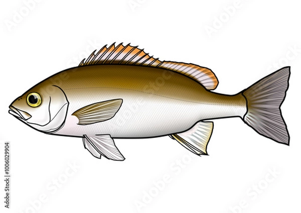 Obraz イサキ　魚　イラスト