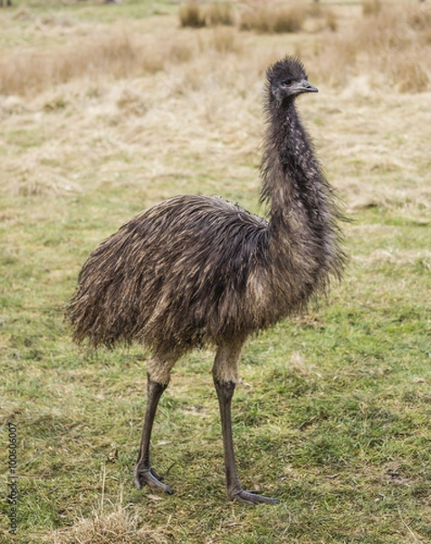 Fototapeta Emu Standing in Field