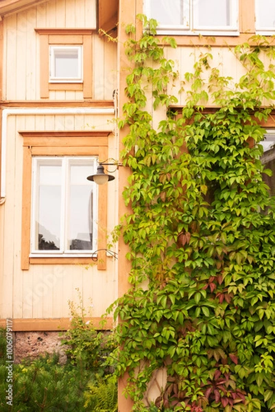 Fototapeta window with flowers