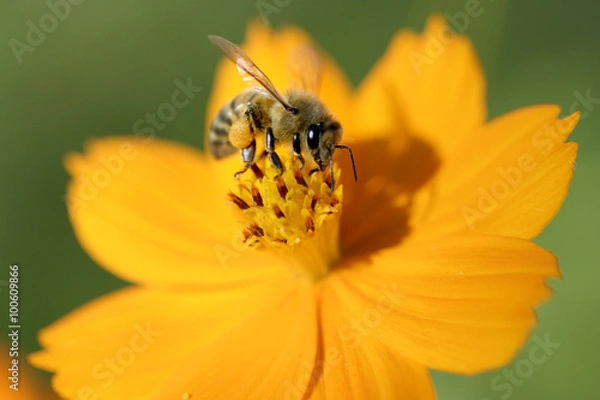 Fototapeta 花と蜜蜂