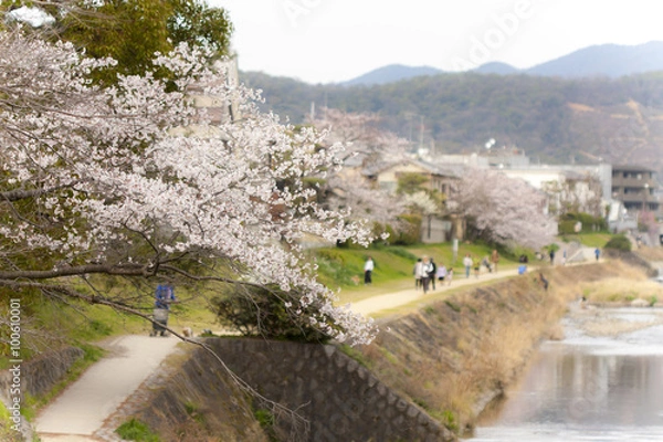 Fototapeta 京都の桜
