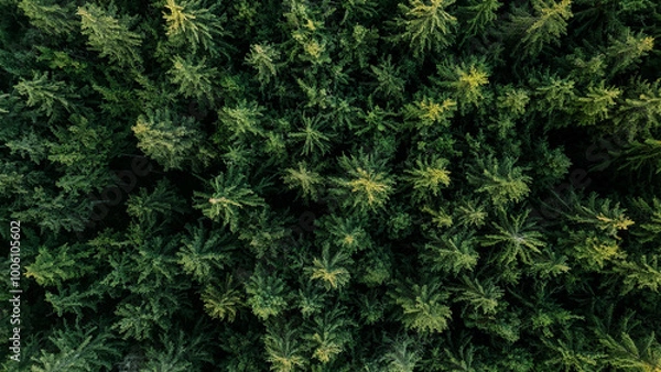Fototapeta Aerial view of trees in forest in Germany