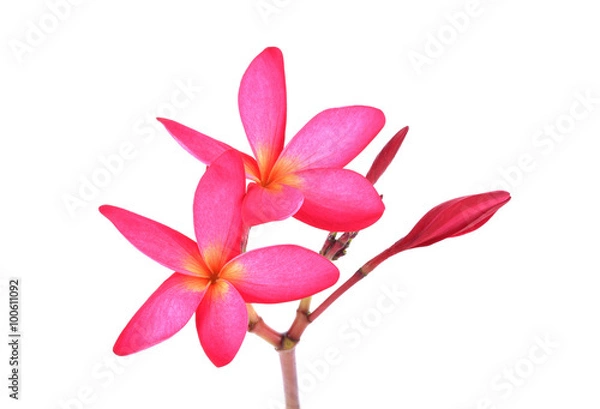 Obraz red plumeria on white background