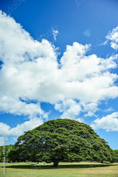 Fototapeta ハワイにそびえるモンキーポッド