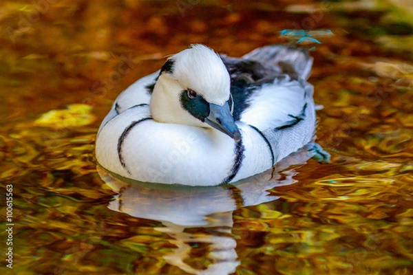 Obraz Male Smew Duck