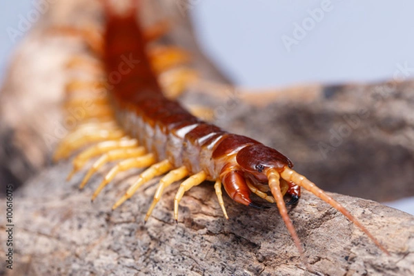 Fototapeta centipede