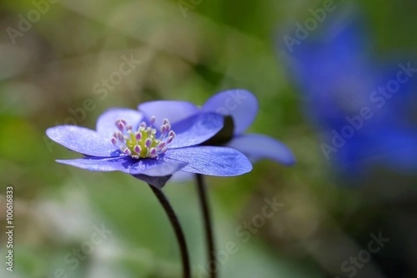 Obraz Leberblümchen, Hepatica blumen
