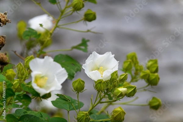 Fototapeta 白いアオイ科の花　フヨウ・ムクゲ