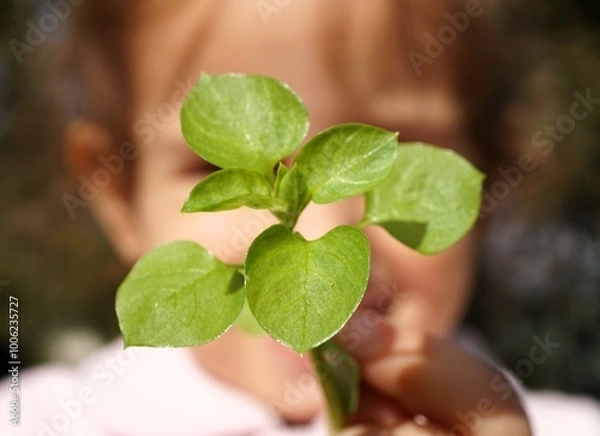 Obraz hand holding a tree
