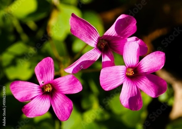 Obraz pink orchid in the garden