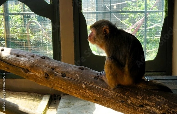 Obraz Monkey in the zoo
