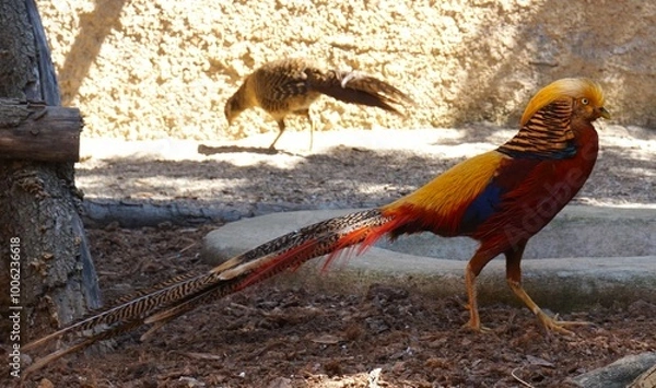 Obraz pheasant in the zoo