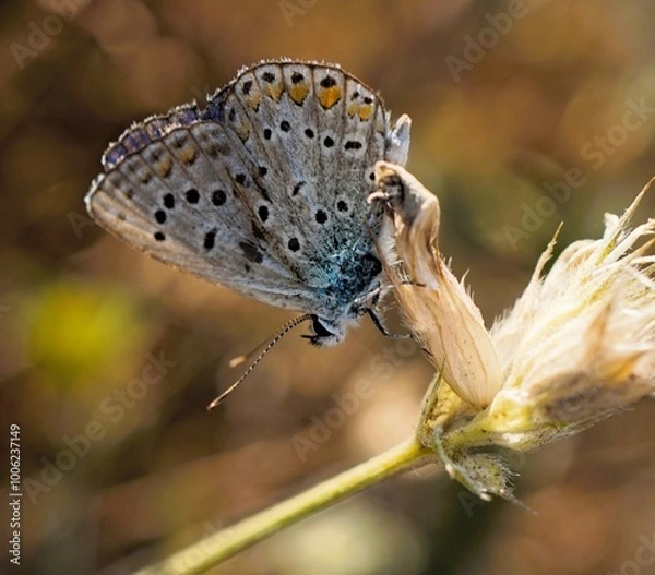 Obraz butterfly on a leaf