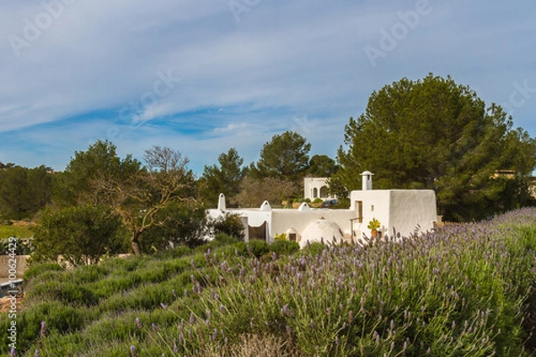 Fototapeta Ibiza fields