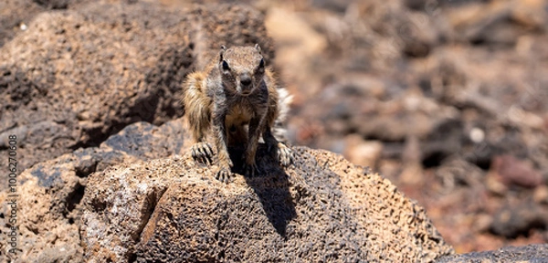 Fototapeta A wild squirrel living on a volcano, closeup view of a cute animal.