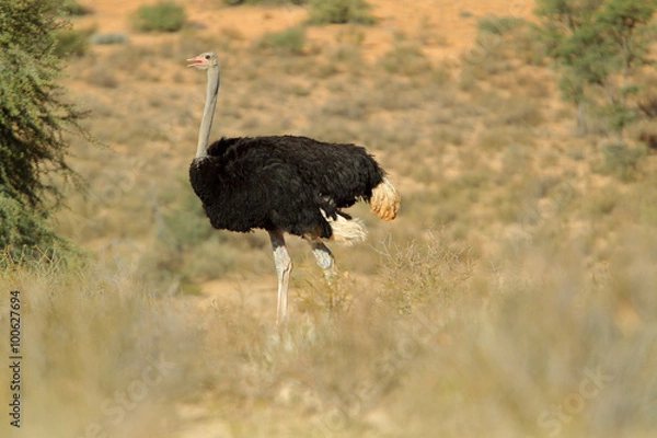 Fototapeta Struś afrykański (Struthio camelus) na Pustyni Kalahari
