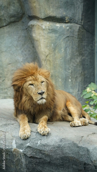 Obraz 横になっているライオン