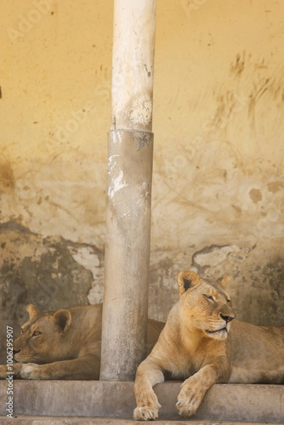 Fototapeta lion in the zoo
