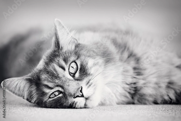 Obraz Cat lying down looking at camera