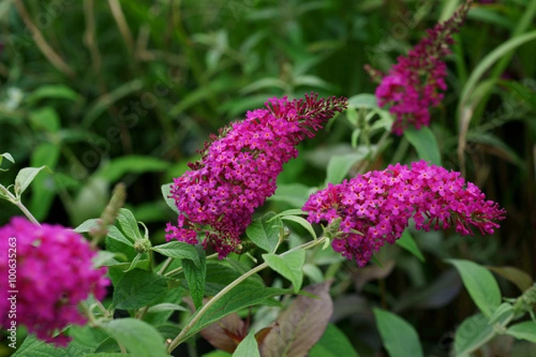 Fototapeta Buddleja Davidii Panna Ruby