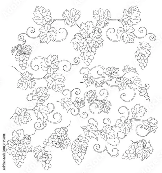 Obraz Design elements with bunches of grapes and vines in vintage style.