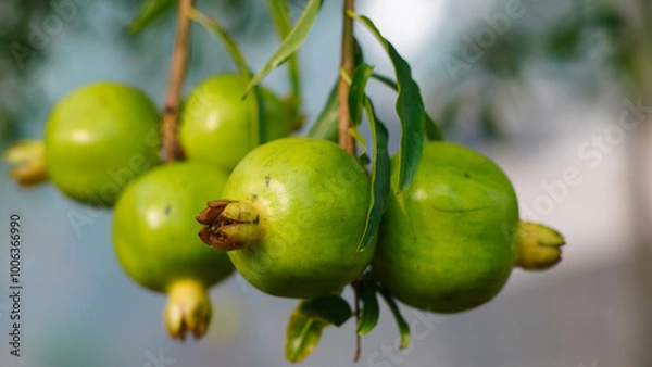 Fototapeta green pomegranate on the tree