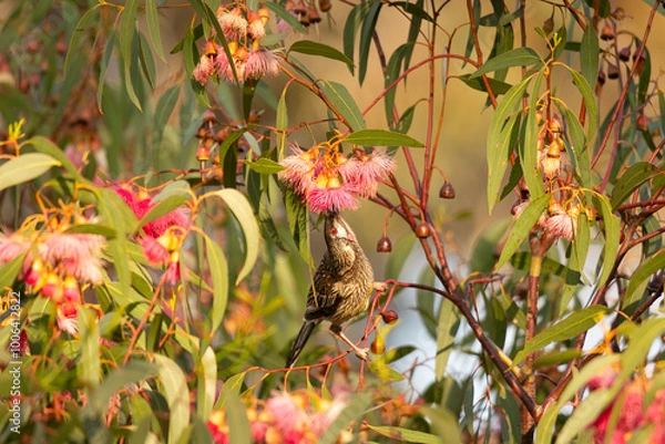 Fototapeta Red Wattlebird