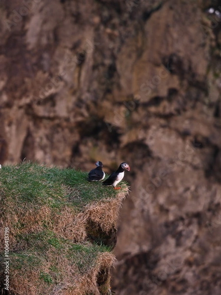 Obraz Island Dyrhólaey